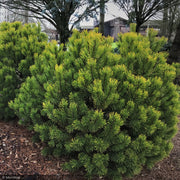 Pine, Mugo Carsten's Wintergold #2